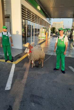 "Azpetrol" company celebrates the Gurban Holiday at gasoline stations.